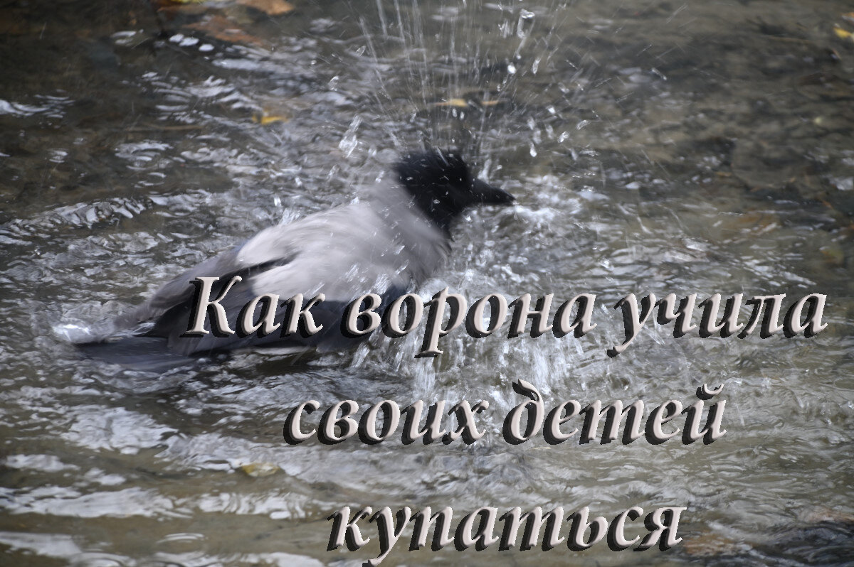 мелодия из передачи "В мире животных" Paul Mauriat