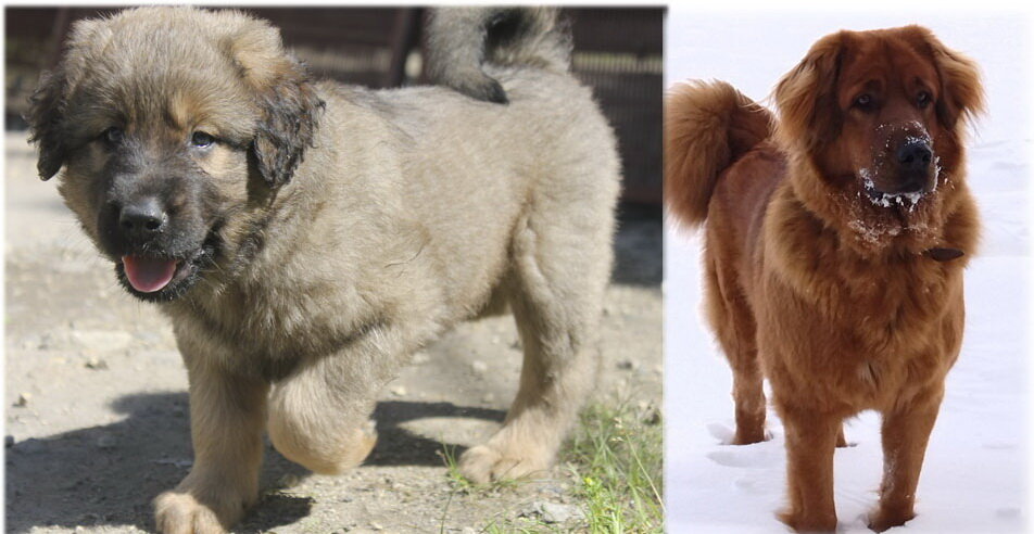 Наследие Веков Констанция