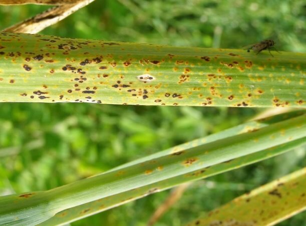 Ржавчина чеснока