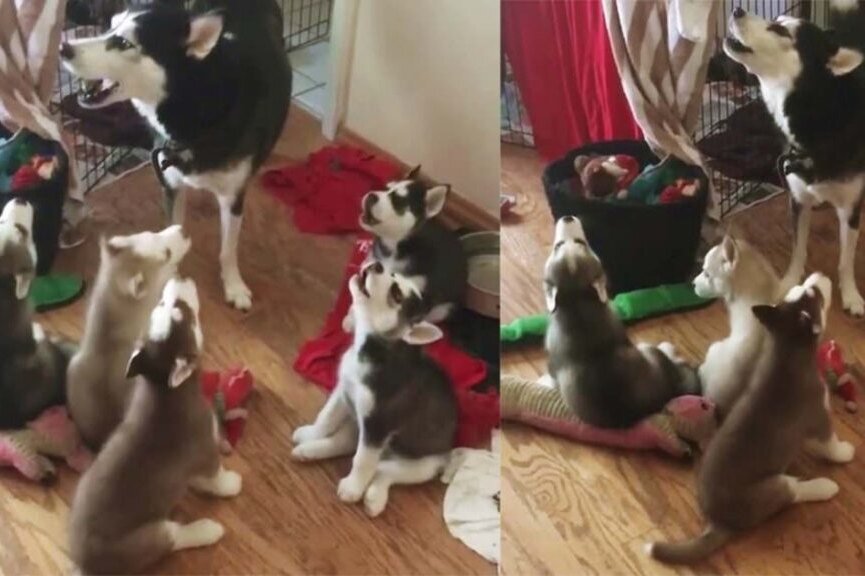     Мама-хаски учит выть пятерых щенков. Это настоящее безумие!