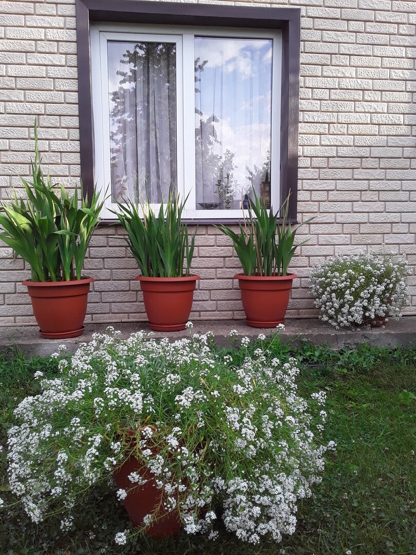 Вегетативный алиссум, сорт Snow Princess - сегодня