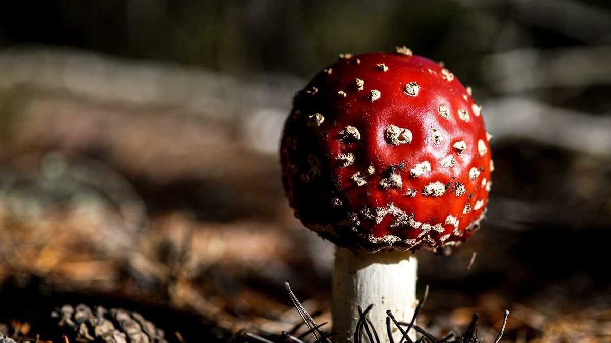 Фото: РИА Новости/Константин Чалабов