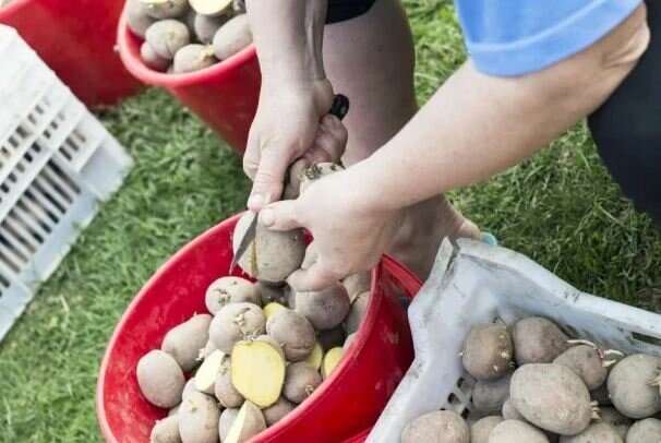 готовим клубни к посадке