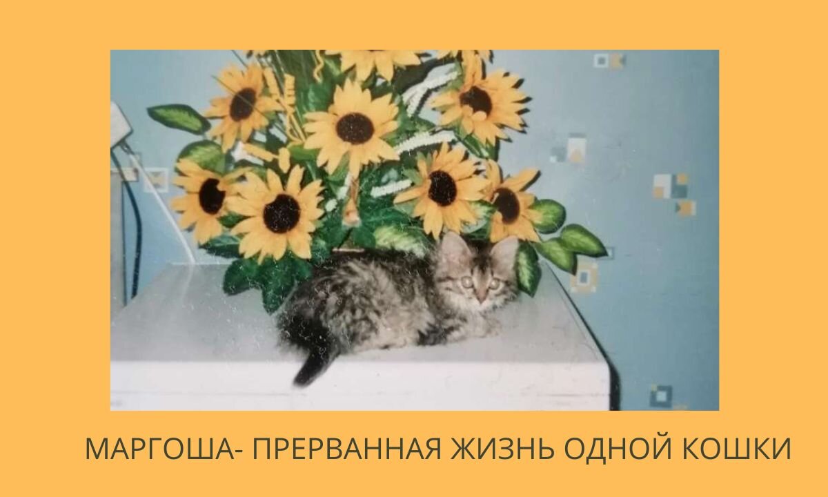 Кошка Маргоша, это единственное фото , мы не знали , что жизнь ее будет такой яркой и короткой.