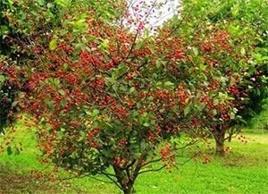 Картинку той черешни не нашел, что-то похожее.