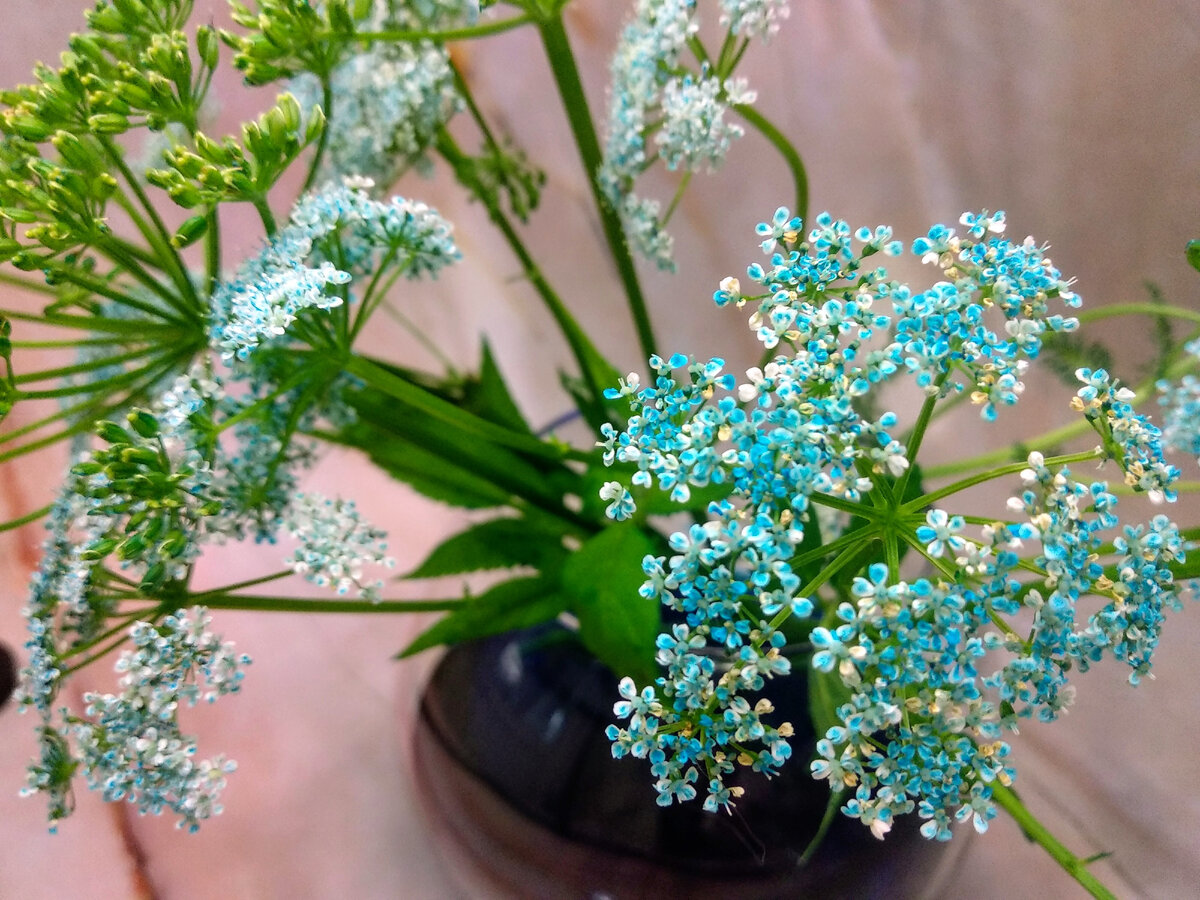 Сныть окрашенная пищевым красителем