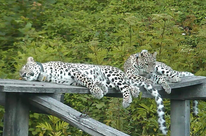 Кодор и Лаба в ошейниках. Источник фото rg.ru