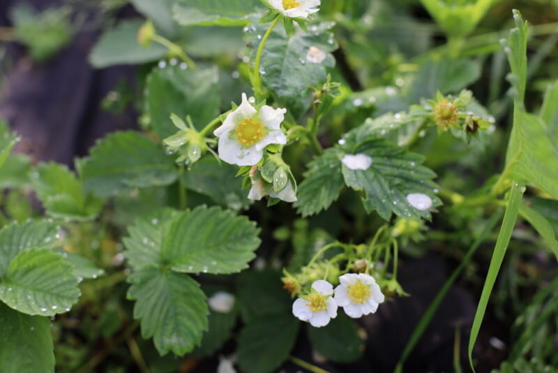 Клубника. Иллюстрация для статьи используется по стандартной лицензии