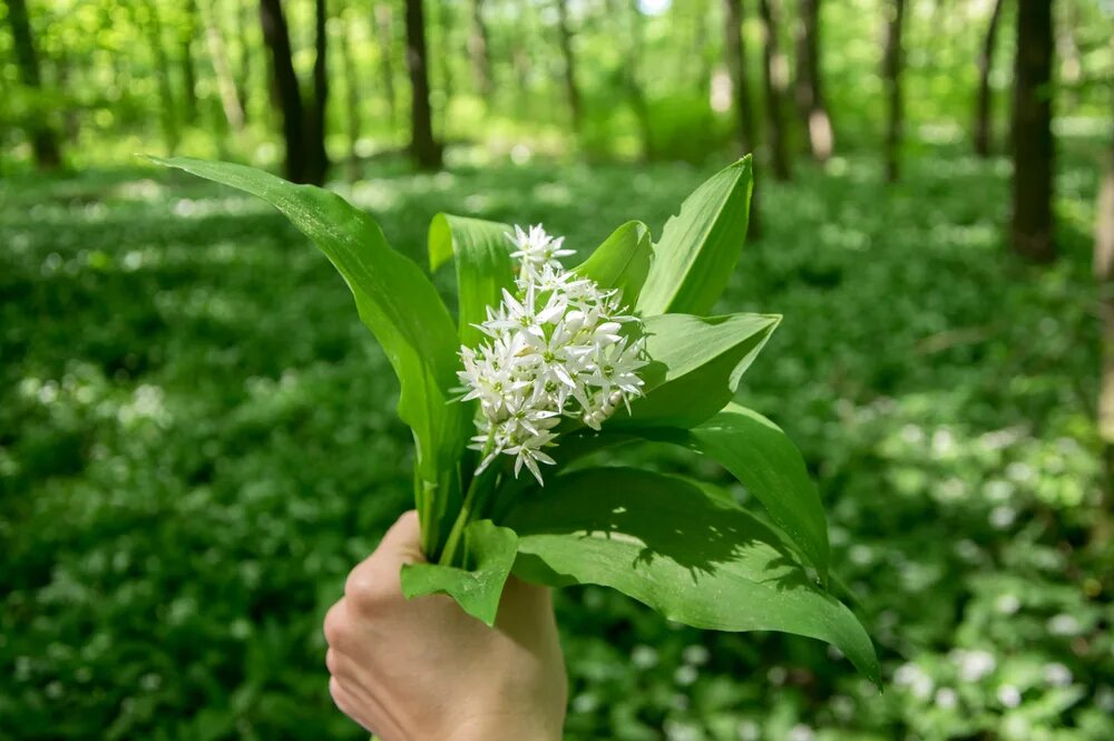 Пучок черемши