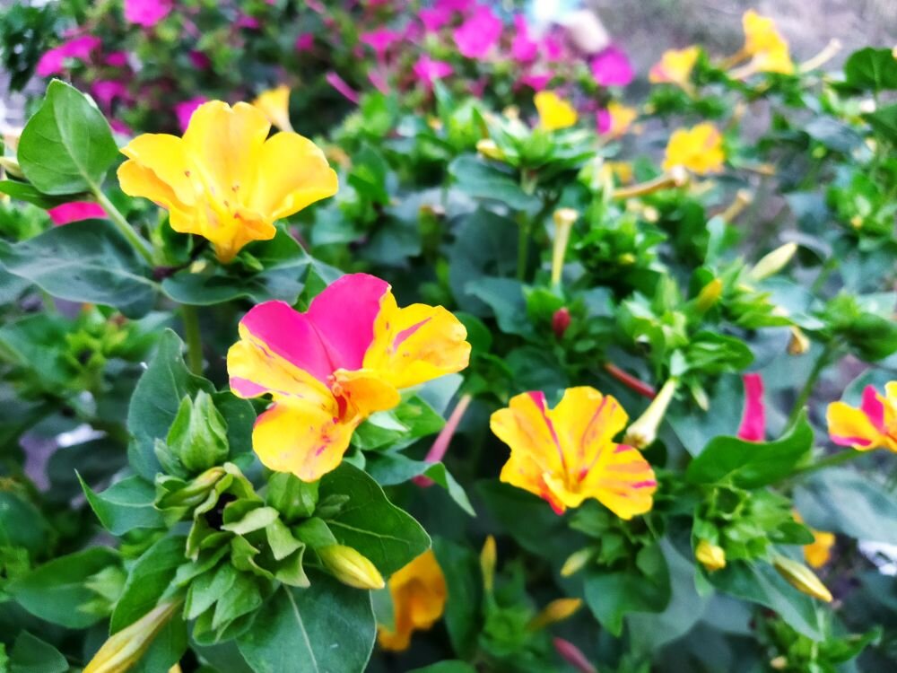 Цветы у сестры фотографировала.