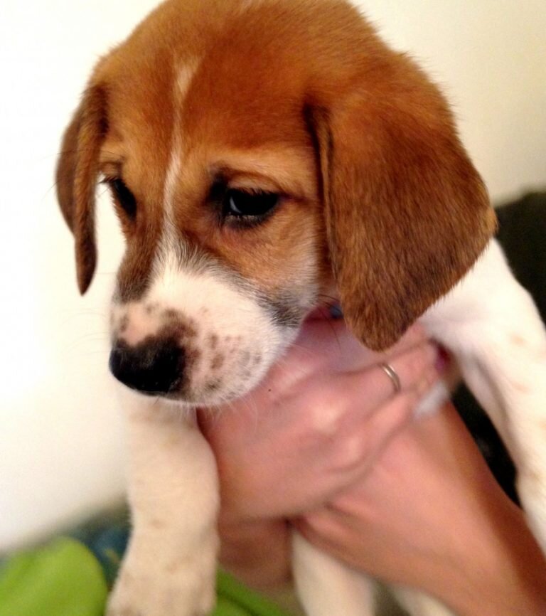 Яндекс.Картинки