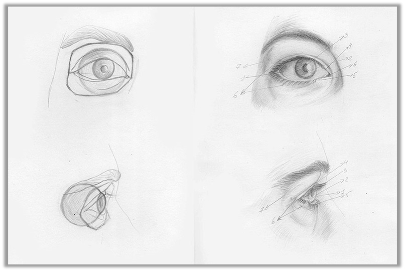 Идеи на тему «Голова (рот, нос, глаза, уши, брови)» () | рисовать, рисунки лица, уроки рисования