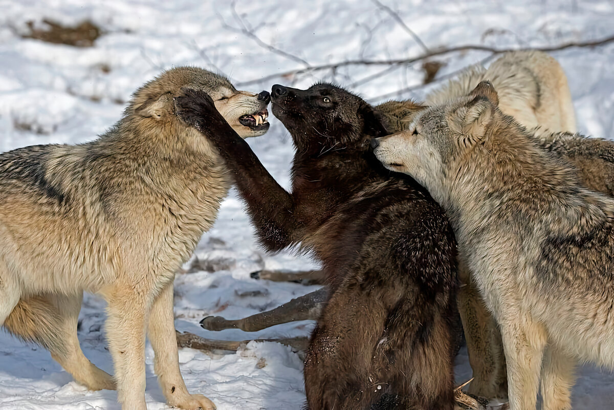 Включи волки 2. Меховая стая. Плитники Wolf Pack.