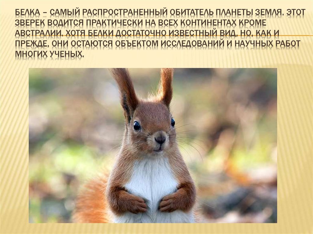 У животного длинное тело, голова округлой формы и короткая шея. Уши белки длинные, всегда торчат вверх. На их кончике могут располагаться пушистые кисточки. Лапы тонкие, но сильные, на пальцах находятся острые когти. Последние позволяют быстро и без усилий взбираться на стволы деревьев. Интересный факт: хвост равен 2/3 длины тела и используется белкой в качестве руля. Перепрыгивая на соседнее дерево, она ловит им воздушные потоки и маневрирует.