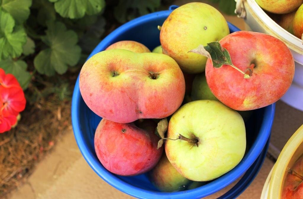 Осенью с яблонь сняли яблоки желтые и зеленые зеленых яблок сняли. Что содержится в яблоках. К чему снятся яблоки снимать желтые. Осенью с яблок сняли яблоки желтые и зеленые зеленых 36. Убрать яблоню