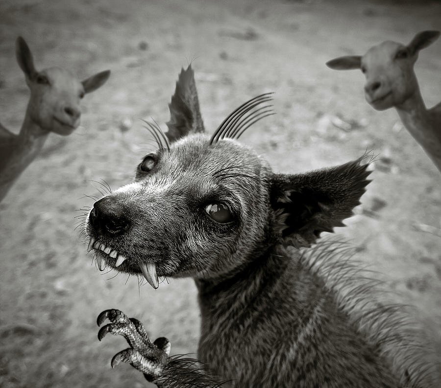 Фото из открытого источника 