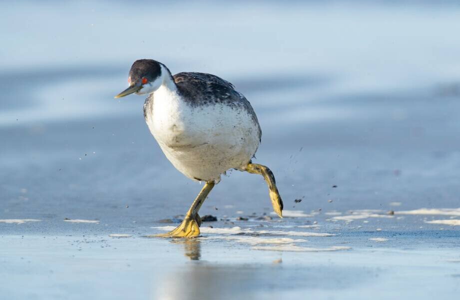    Фото: indianapublicmedia.org