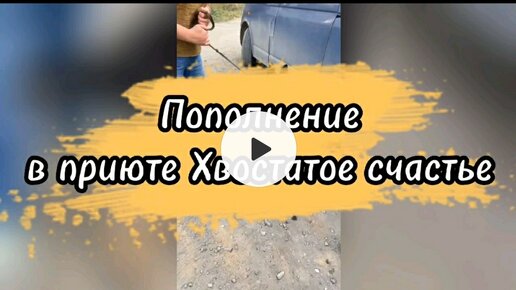 Пополнение в приюте Хвостатое счастье 🐶