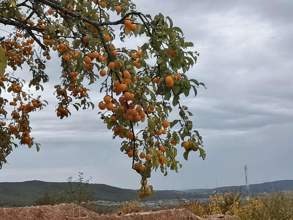 Алыча, поздний сорт.