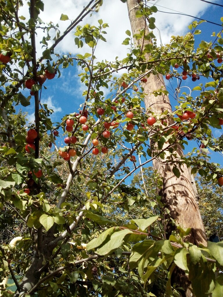 Алыча. Фото автора канала