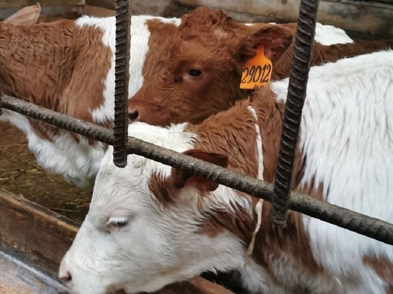     Фото: Екатерина Шахова