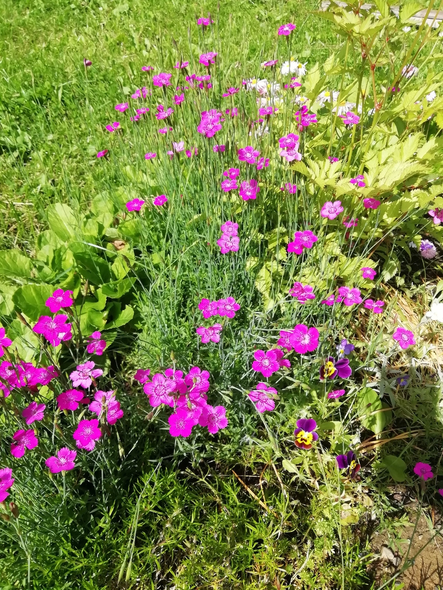 Цветущая травянка