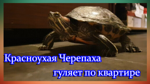 Можно ли красноухой черепахе гулять по квартире? | Хвост Ньюс