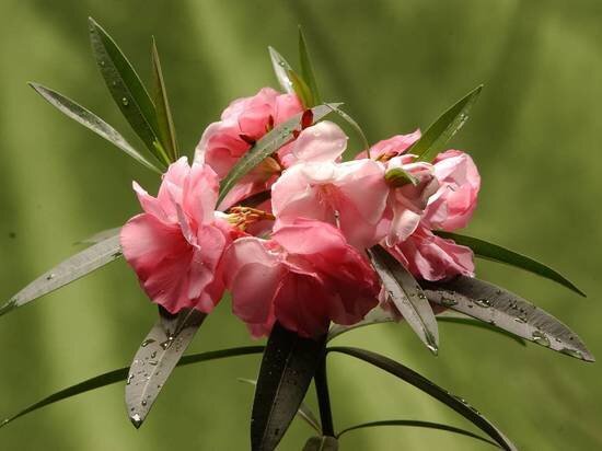   Артем Макеев