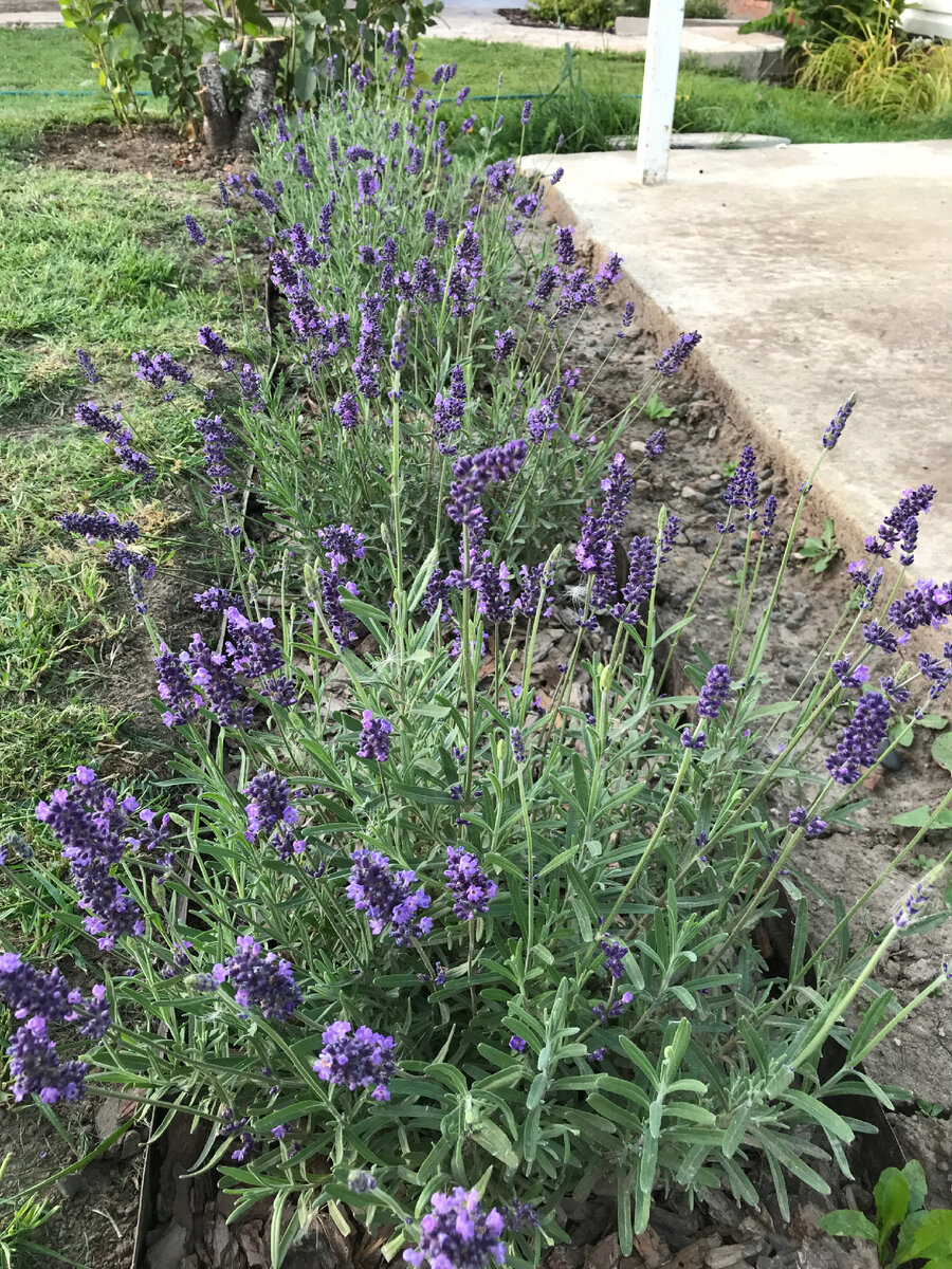 Вот такой бордюр получился. 