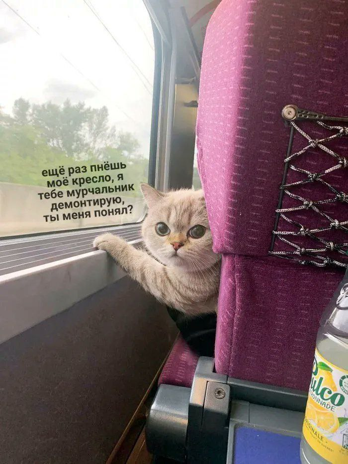 забивной котик