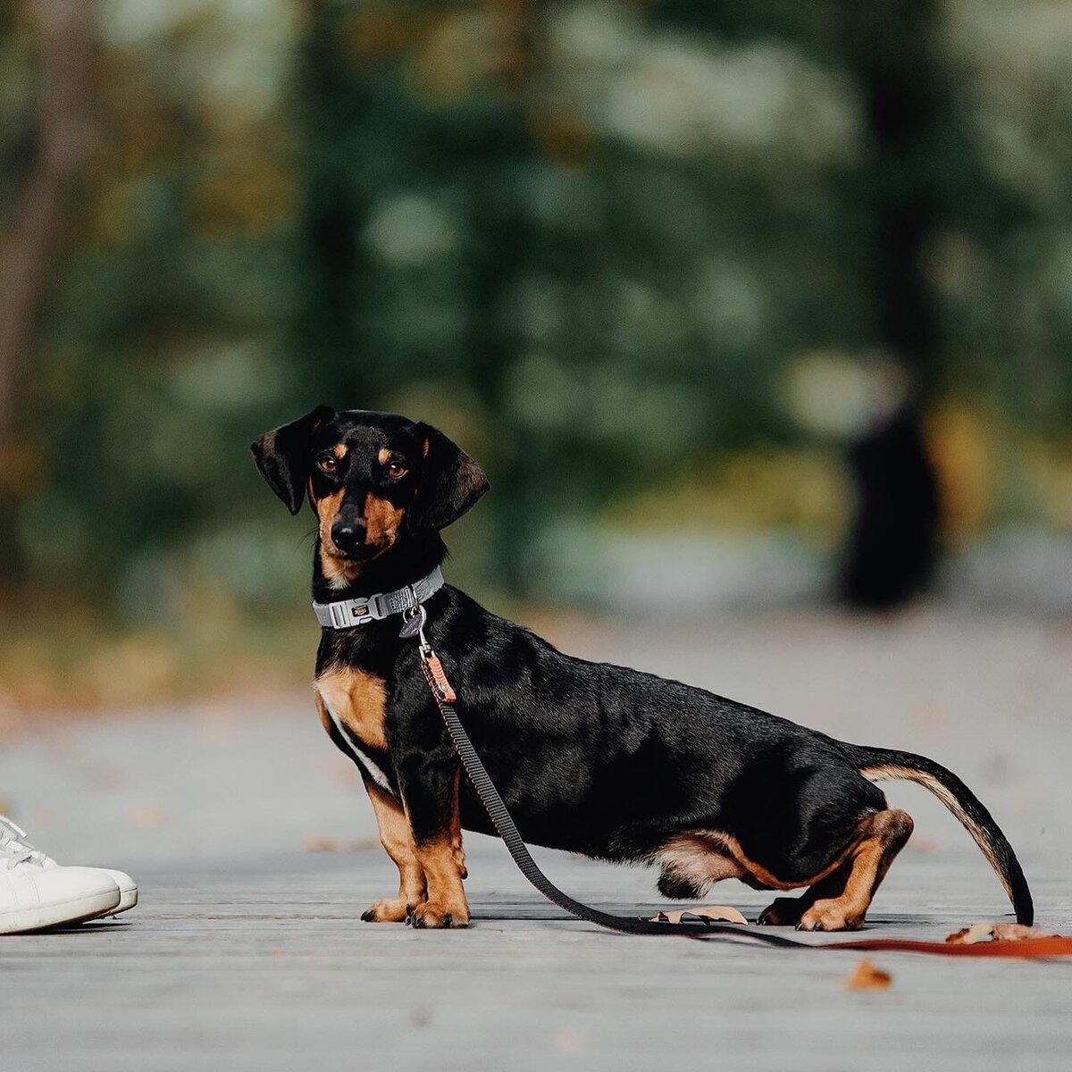 Породистые собаки в дар. Часть 45 | Ирина Дорн 🐶🐱 | Дзен