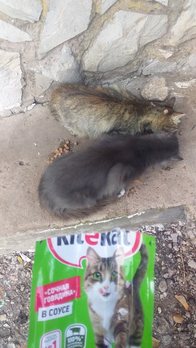 Кошек у  подьезда покормила 