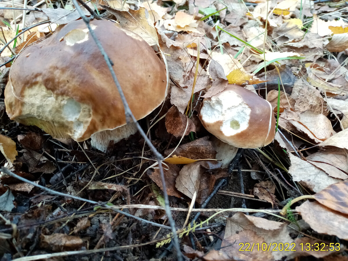 Наши погрызенные красавцы