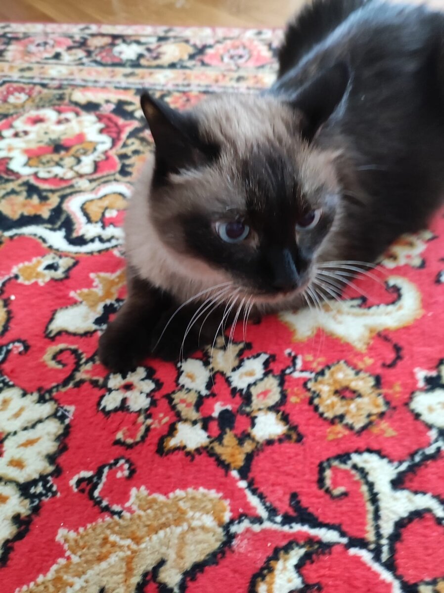 Поправившийся Кузя. Фотография любезно предоставлена хозяйкой