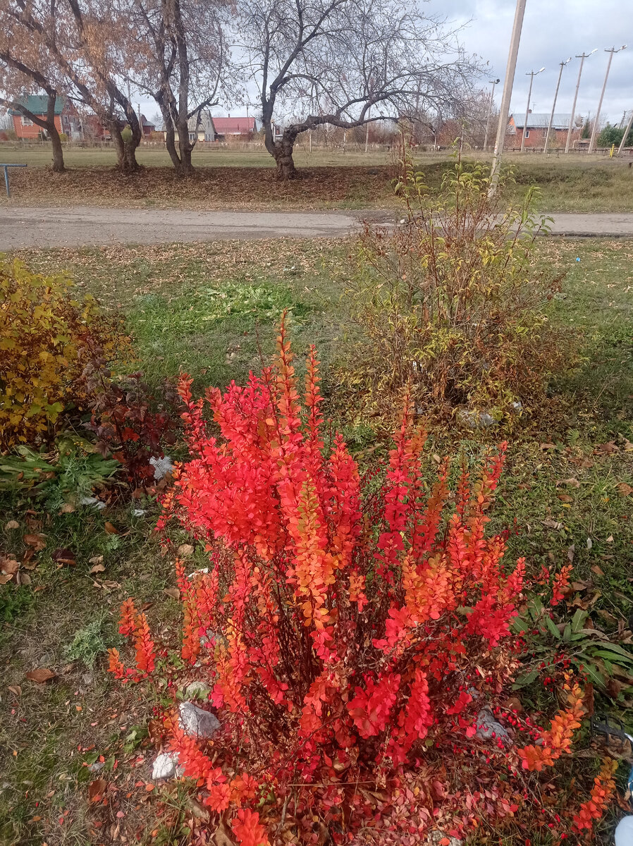 Заново учусь видеть красоту окружающего мира. Это барбарис решила сфотографировать