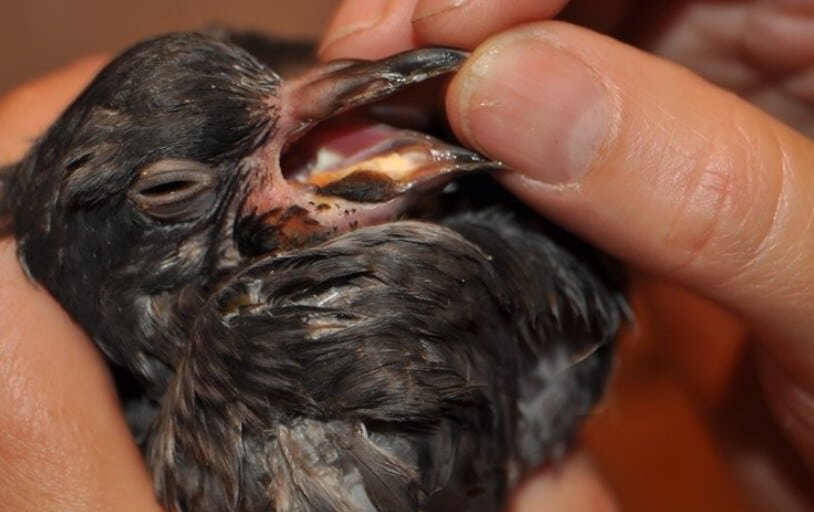 фото из интернета( моя птица абсолютно здорова)