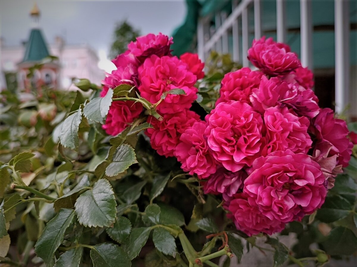 Саженцы розы из питомника пришли поздно, как их сохранить | УЧЕНЫЙ АГРОНОМ | Дзен