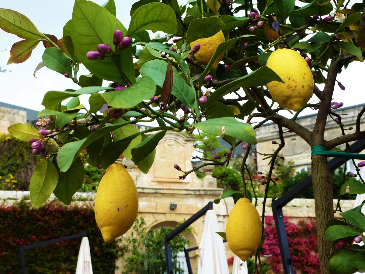 Вот, пожалуйста: и лимонные деревья, и древние соборы - всё в наличии, как надо...