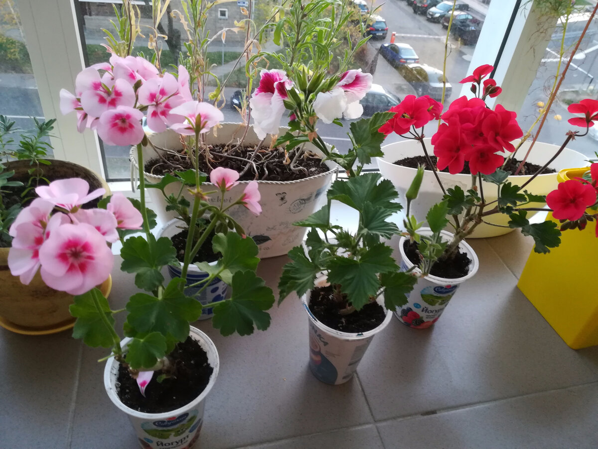 Пеларгонии-первогодки на лоджии