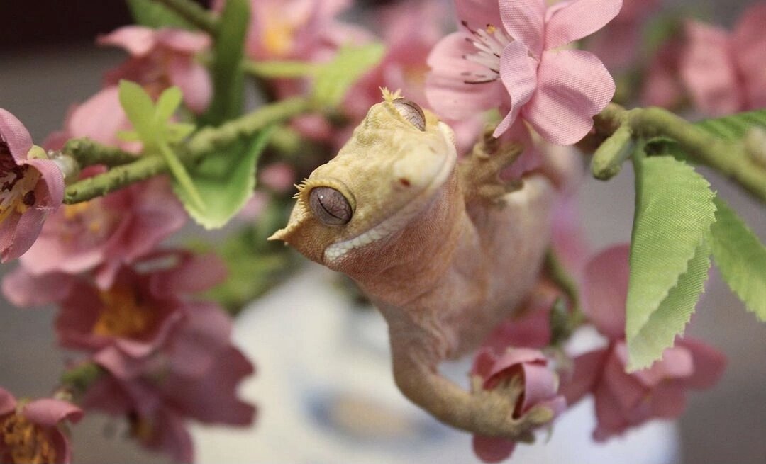 Грация и нежность 