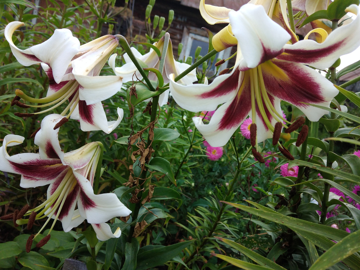 Вам в подарок любимые цветы. 