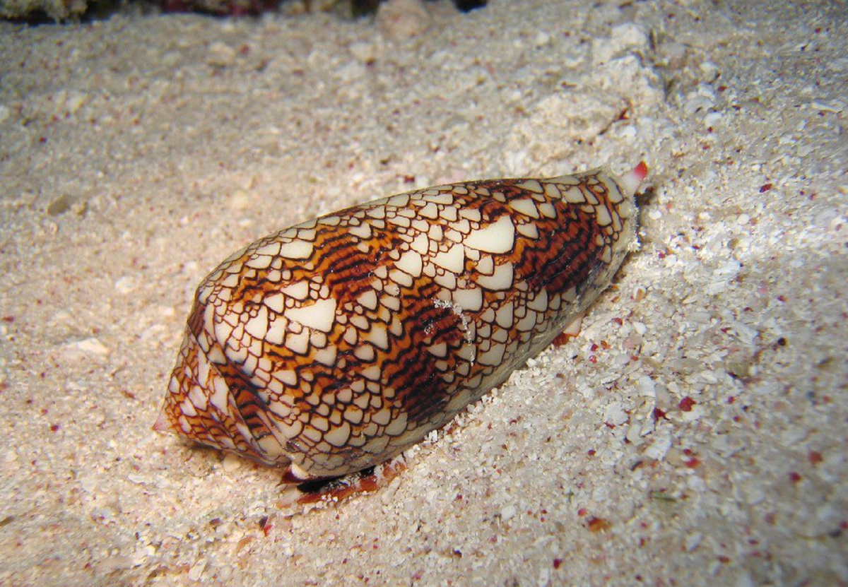 Улитка конус обитает. Conus marmoreus. Мраморная улитка-конус. Conus Magnus моллюск. Ракушка географус конус.