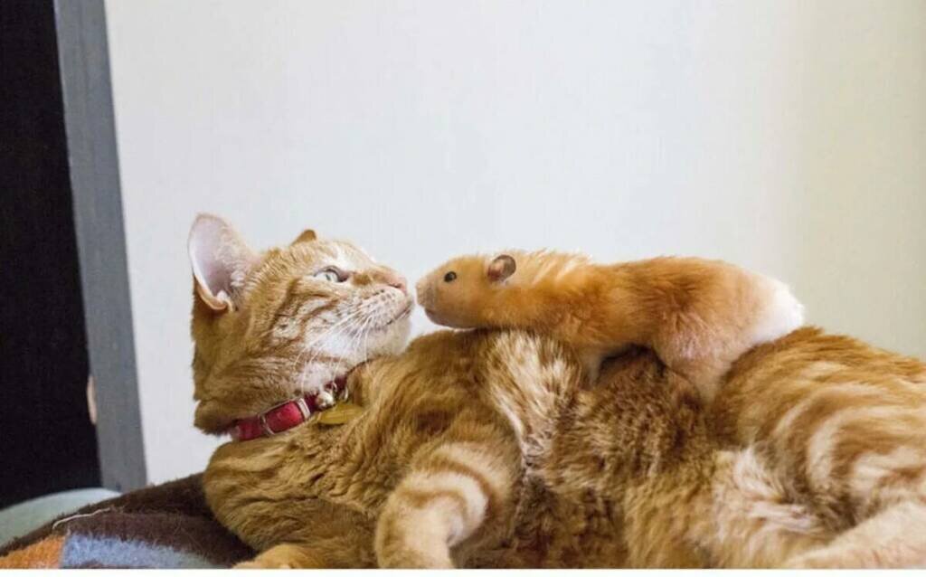 Яндекс-фото