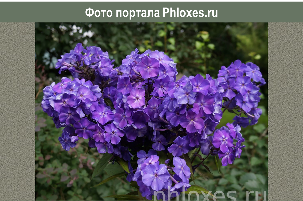 Флокс метельчатый 'Синяя ночь' (Phlox paniculata 'Sinaya Noch') - Северная Флора
