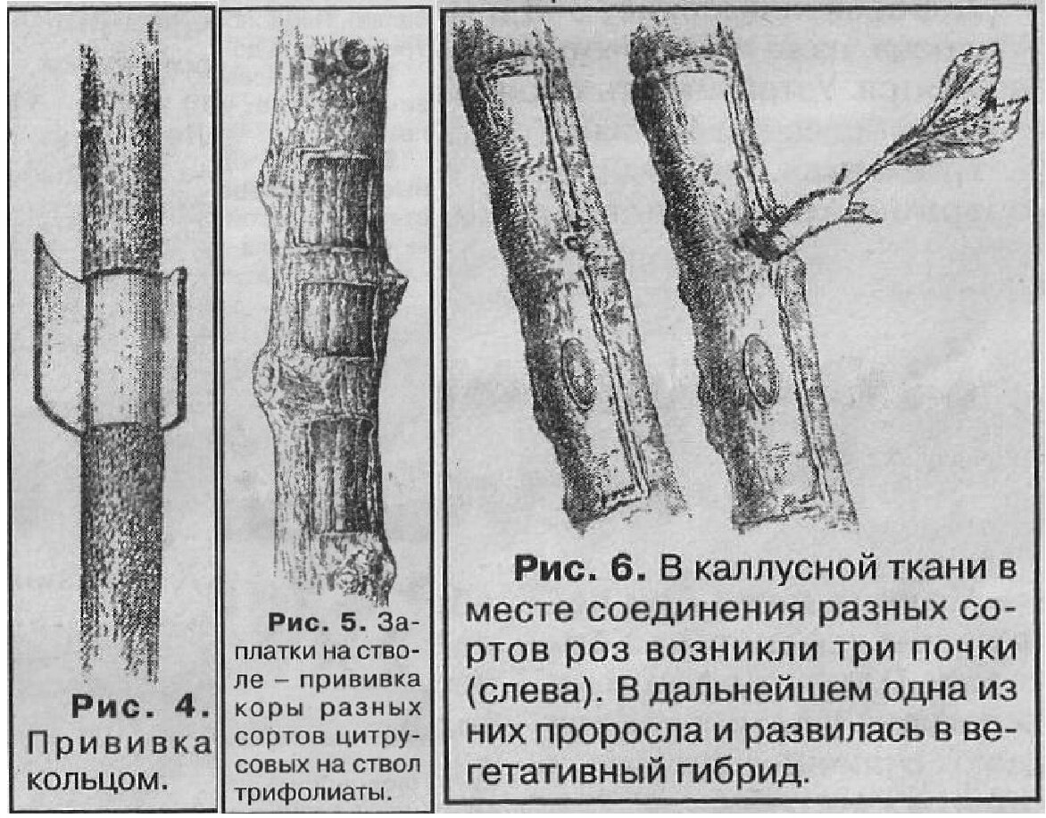 Техника получения соматических гибридов плодовых культур в любительской  селекции. Сообщение 2 | Мир удивительный и загадочный | Дзен