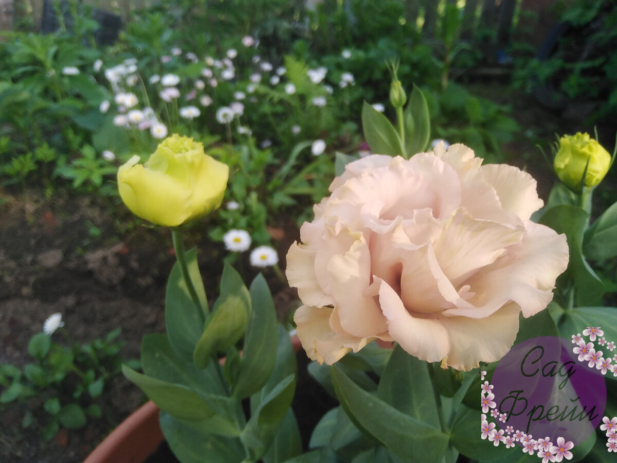 Начиналось все очень и очень прилично. Я высадила в кашпо в сад цветущие эустомки