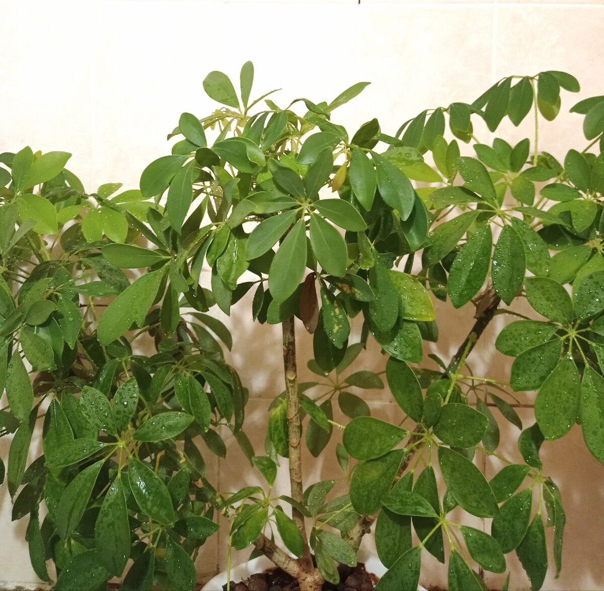 В ванной. Шиффлера