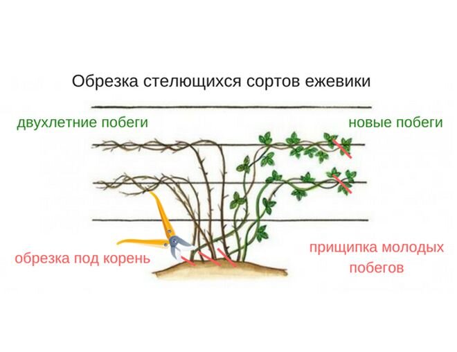 Обрезка ежевики весной: инструкции и наглядные схемы