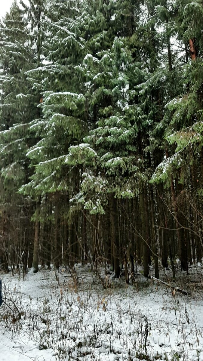Это мне прислали с севера нашей страны. 