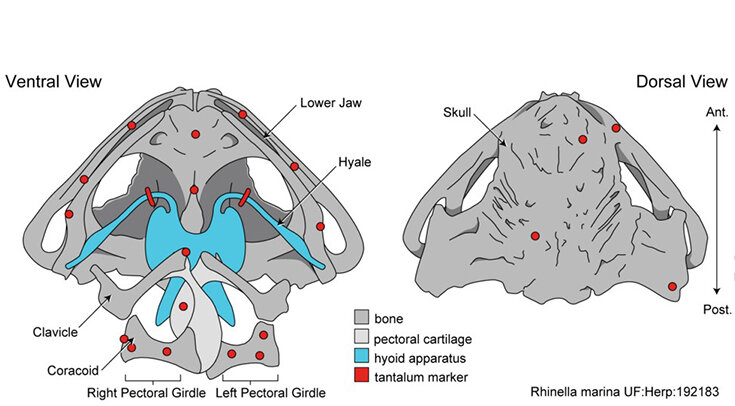     Красными точками отмечены танталовые маркеры, приклеенные и имплантированные жабам-ага Christopher Mayerl et al. / Integrative Organismal Biology